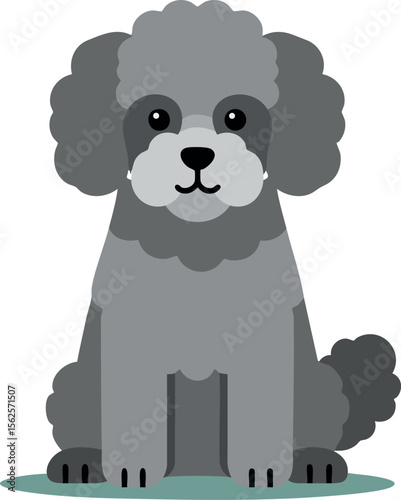 Gray poodle dog sitting on green patch adorable cartoon puppy pet animal vector illustration