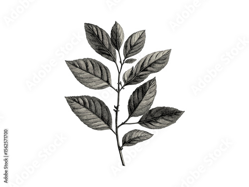 Vintage ash tree foliage, hand-drawn botanical illustration, woodland decor, retro sketch, nature tree, black engraving style, eco print, rustic wall art, forest leaves drawing