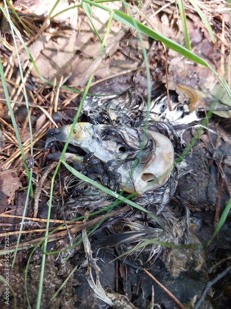Naklejka premium dead bird