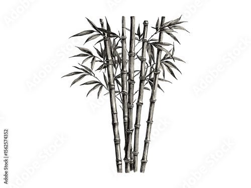 Vintage hand-drawn bamboo tree engraving, botanical sketch, bamboo stalks, tropical nature, eco-friendly print, retro woodland decor, black sketch, old engraving style, natural illustration