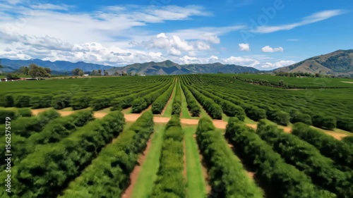 Wallpaper Mural Aerial view of a lush green plantation, rows of plants stretch across the landscape beneath a partly cloudy sky, with distant mountains in the background Torontodigital.ca