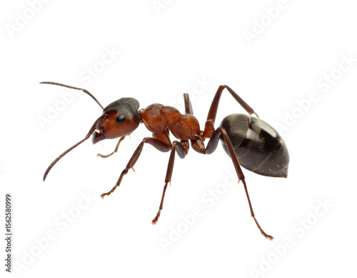 A realistic Argentine ant, isolated on a white background, known for its invasive nature.