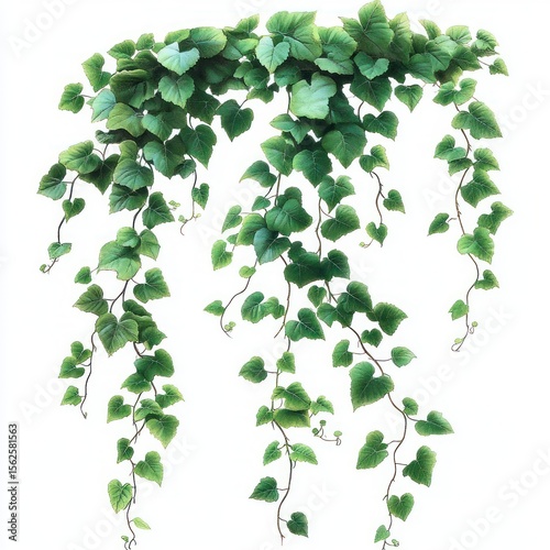 Delicate green leafy vines cascading down with intertwined tendrils on a white background conveying freshness and natural growth