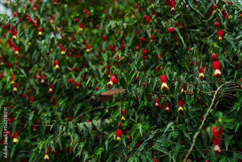 Hummingbirds  in Mindo, Ecuador 