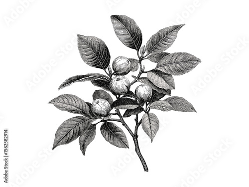 Vintage hand-drawn engraving of Black Walnut Tree, botanical illustration, walnut bark texture, rustic woodland decor, eco-friendly print, old sketch style, nature art, antique plant drawing
