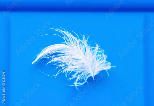 Detail of white fluffy feather isolated on blue background