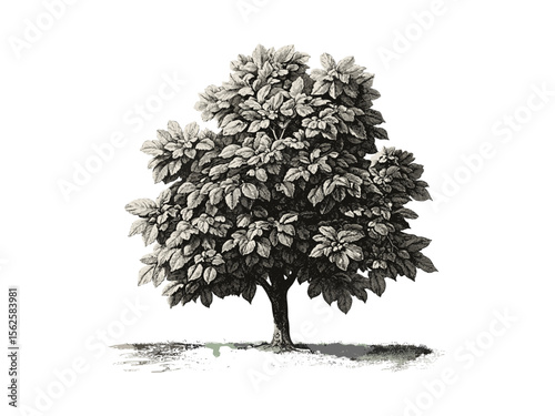 Buckeye Tree vintage engraving, botanical art, hand-drawn leaves, rustic woodland decor, black sketch, retro tree illustration, old engraving style, nature print, forest wall art, natural home decor