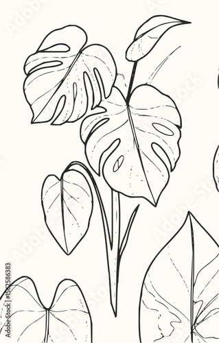 Illustration of monstera plant with detailed leaf outlines and stems in a black and white drawing style
