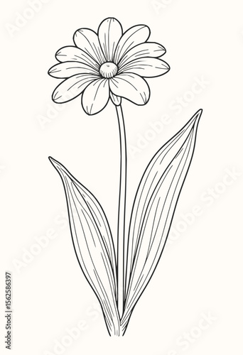 A black and white line drawing of a daisy with two leaves and a long stem in simple illustration style