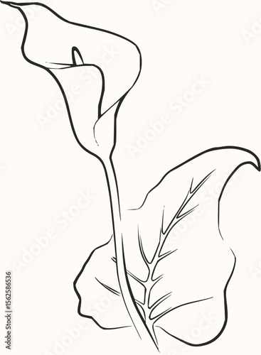 Illustration of a calla lily with a large leaf in black outline on a white background design art