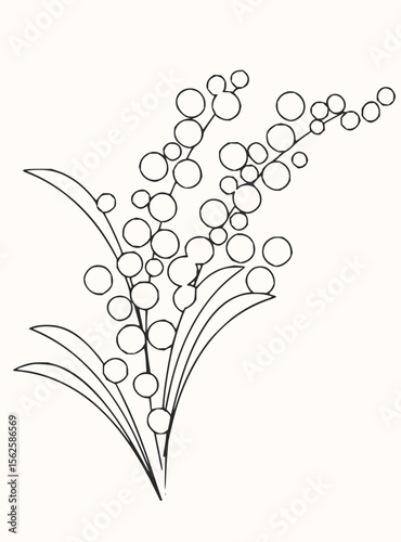 Outlined drawing of mimosa plant with leaves and round flower buds in a botanical illustration style