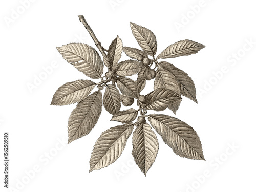 Vintage chestnut tree leaves sketch, rustic woodland decor, eco-friendly print, botanical engraving, old nature art, retro tree foliage illustration, hand-drawn forest plant art