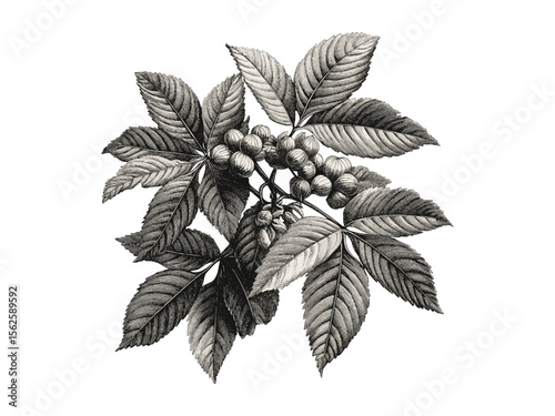 Chestnut foliage botanical art, hand-drawn tree sketch, rustic nature decor, vintage woodland engraving, old black sketch, eco-style tree wall art, forest leaf print