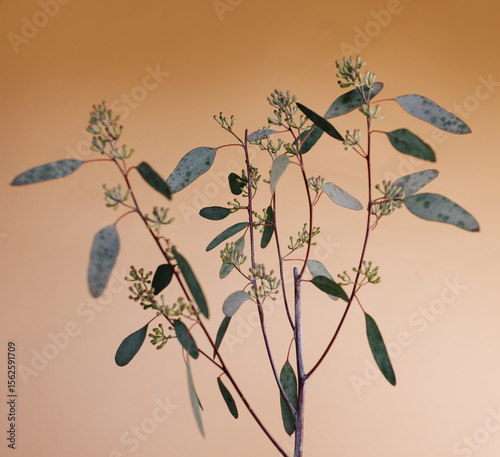 plants