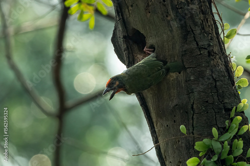 Cooper smith barbet making a hole in a tree