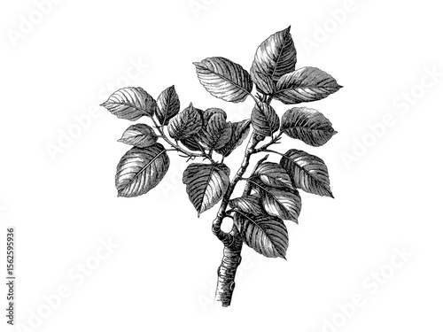 Vintage hand-drawn Hackberry Tree engraving, botanical illustration, hackberry leaves, tree bark texture, woodland decor, eco-friendly nature art, retro print, black sketch