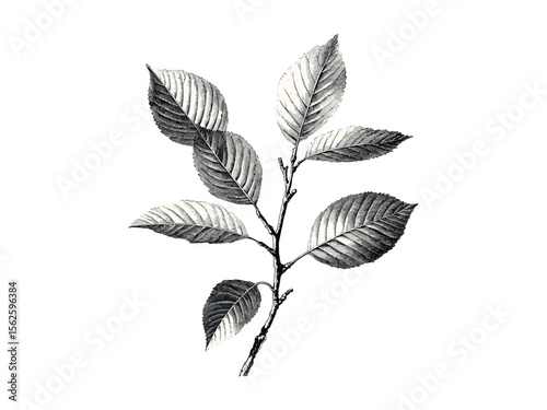 Vintage hand-drawn Hickory Tree Leaves, botanical art, hickory foliage, retro woodland decor, eco-friendly tree sketch, black sketch, old engraving style, nature illustration, rustic design