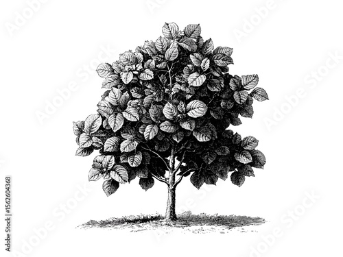 Linden Tree vintage engraving, botanical art, rustic tree illustration, linden leaves sketch, black and white drawing, eco-friendly print, retro woodland decor, antique nature art, classic engraving