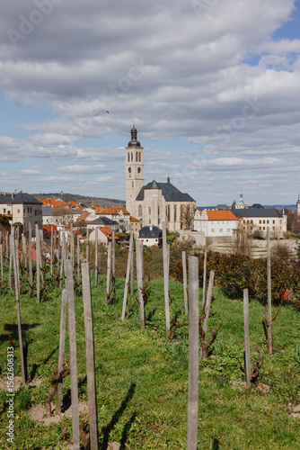 Vineyard with church tower in Kutná Hora