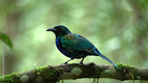 Metallic Starling Perched on Mossy Branch Displaying Vibrant Teal Blue Purple Plumage
