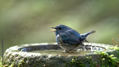 Small Teal Bird Perched in Mossy Birdbath Drinking Water Under Bright Sunlight in Natural Setting