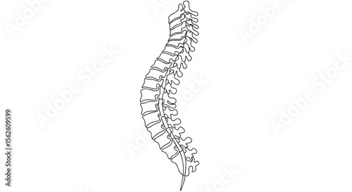 Spinal cord – one-line doodle drawing, minimal vector on white