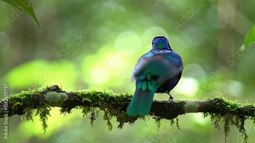 Vibrant Bird Perched On Mossy Branch In Lush Green Forest