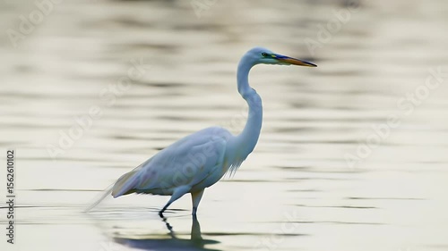 White Heron Bird Standing Gracefully in Calm Water with Yellow Beak
