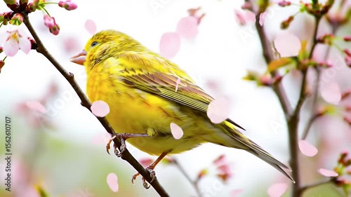 Yellow Bird Perched on Branch Amidst Falling Pink Petals and Blossoms