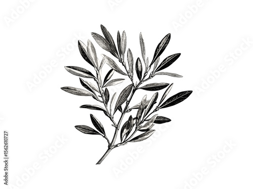 Vintage botanical print, olive tree leaves, hand-drawn engraving, rustic woodland decor, Mediterranean branches, eco wall art, antique nature sketch, timeless botanical illustration