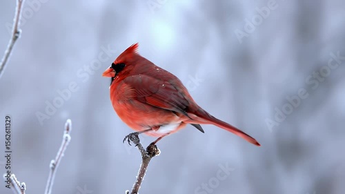 Bright Red Cardinal Perched on a Snowy Branch Against Soft Blue Winter Background