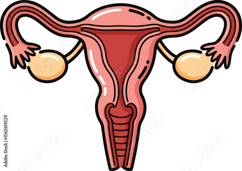 Simple illustration of the uterus, fallopian tubes, and ovaries, representing female anatomy