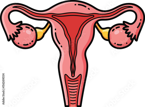 Simple diagram of the uterus, fallopian tubes, and ovaries, illustrating female reproductive anatomy.