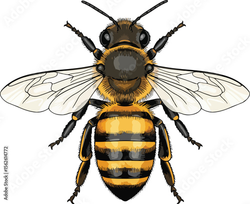 A detailed vector illustration of a bee against a pristine white background  depicted with intricate details, showcasing its segmented body, fuzzy thorax, and translucent wings