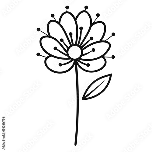 Pincushion Flower on white background