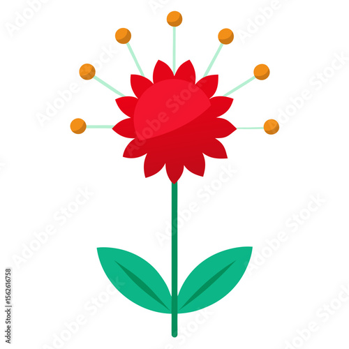 Pincushion Flower on white background