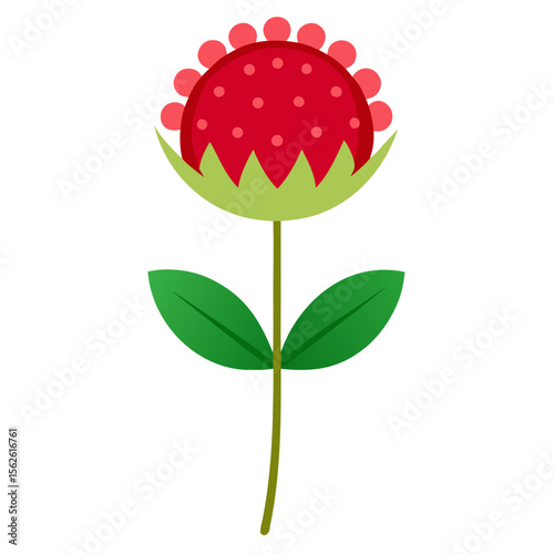 Pincushion Flower on white background
