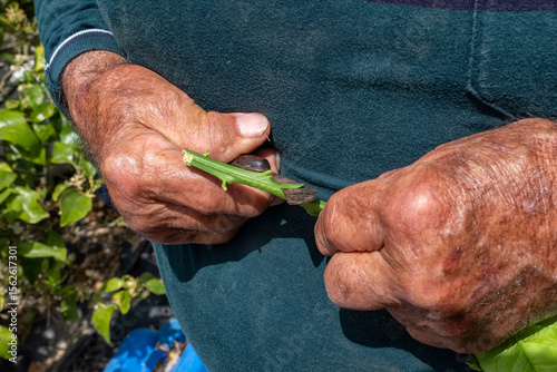 Preparation of the Graft for the Grafting Process