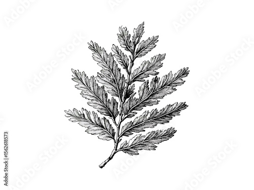 Vintage hand-drawn engraving of sequoia tree leaves, botanical sketch, evergreen branches, retro woodland decor, black ink sketch, eco-friendly nature print, forest illustration