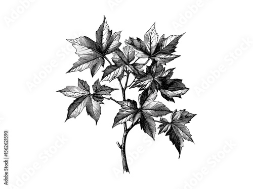 Hand-drawn Sweetgum Tree engraving, botanical art, vintage fall leaves, retro woodland sketch, black vintage sketch, nature print, eco-friendly wall decor, trendy tree illustration, autumn nature art