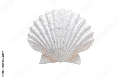 A white shell with a curved edge