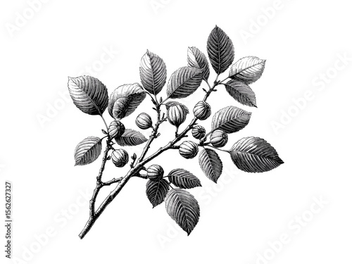 Walnut tree art print, hand-drawn nature sketch, vintage engraving of branches, rustic woodland scene, old botanical style, monochrome forest decor, detailed tree illustration, heritage ink art