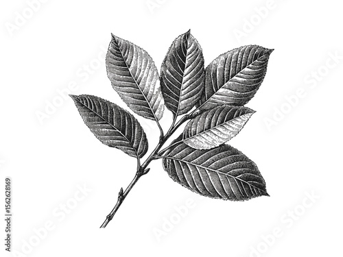 Vintage hand-drawn walnut tree leaves, botanical illustration, rustic foliage art, black sketch engraving, eco-friendly nature print, retro woodland decor, old engraving style, timeless art
