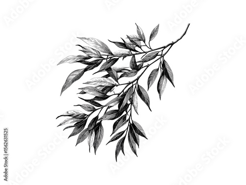 Willow tree leaves vintage engraving, hand-drawn botanical illustration, rustic eco-friendly print, black sketch, old engraving style, natural tree art, trendy woodland decor, organic design