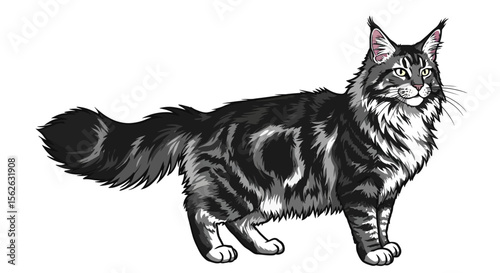 Majestic Maine Coon Cat Illustrated Profile of a Longhaired Breed