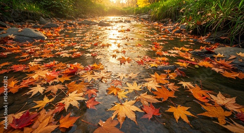 Autumn leaves float on a shallow, flowing stream under the sunlight.