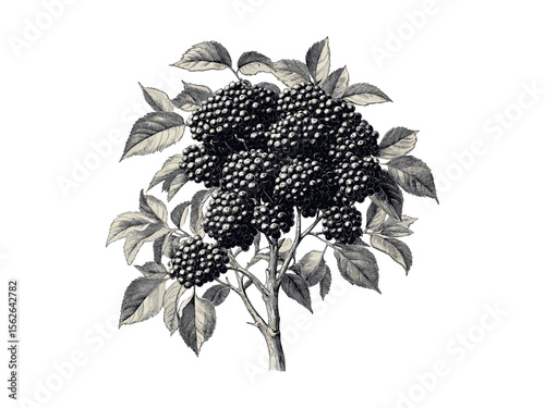 Vintage elder tree engraving, hand-drawn elderberries, rustic woodland art, black sketch, retro tree sketch, eco-friendly nature print, old engraving style, botanical illustration