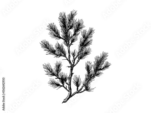 Hand-drawn larch branches, vintage botanical engraving, retro tree art, forest sketch, nature illustration, old engraving style, black and white woodland decor, rustic plant drawing