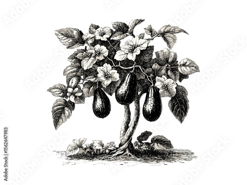 Antique flora engraving, vintage style cucumber tree, rustic forest branches, hand-drawn botanical sketch, wood engraving, black sketch, natural texture, old engraving style