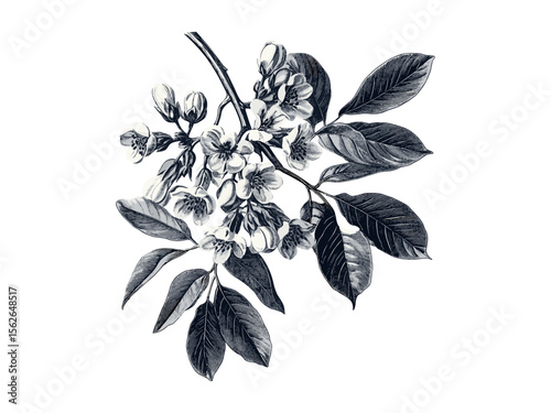 Black locust tree vintage engraving, hand-drawn botanical art, rustic decor, black locust flowers, nature print, retro tree illustration, eco-friendly sketch, old botanical style, trendy wall art